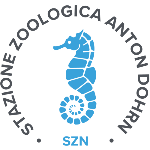 SZN Logo